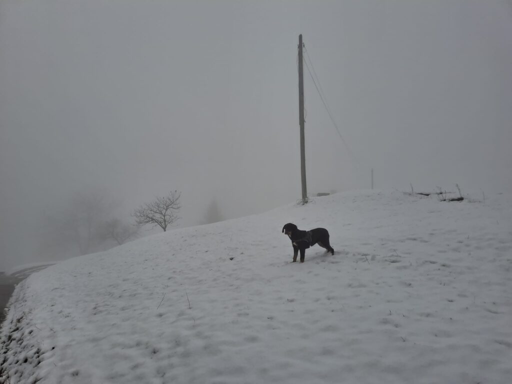 Kira nella neve, di nuovo