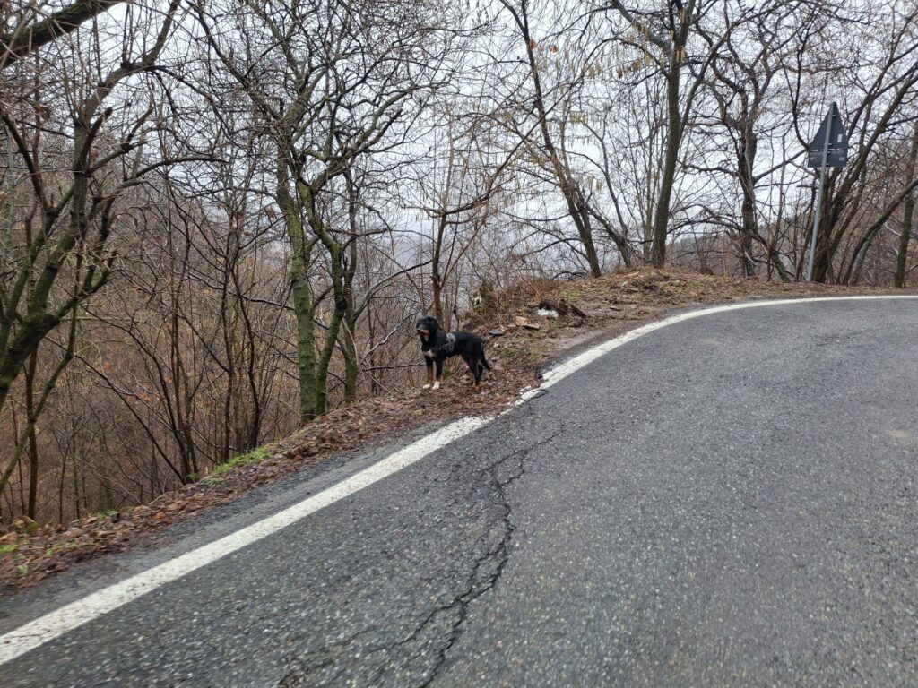 Kira in atteggiamento di attesa